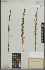 Foto von Salix purpurea L.